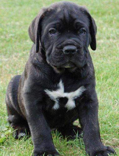 阳春卡斯特罗犬价格卡斯罗犬小狗多少钱