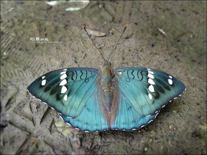 [原创]见蝶记(20)——珀翠蛱蝶