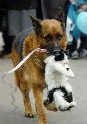 原创活久见猫骑上狗就了