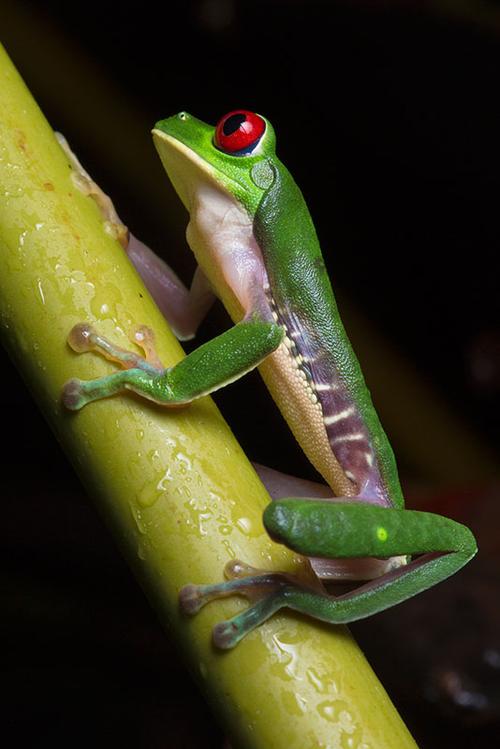 红眼,叶子,青蛙,红眼树蛙,奥撒半岛,哥斯达黎加
