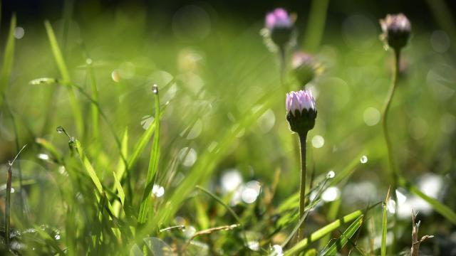 露珠下的小清新养眼的小草
