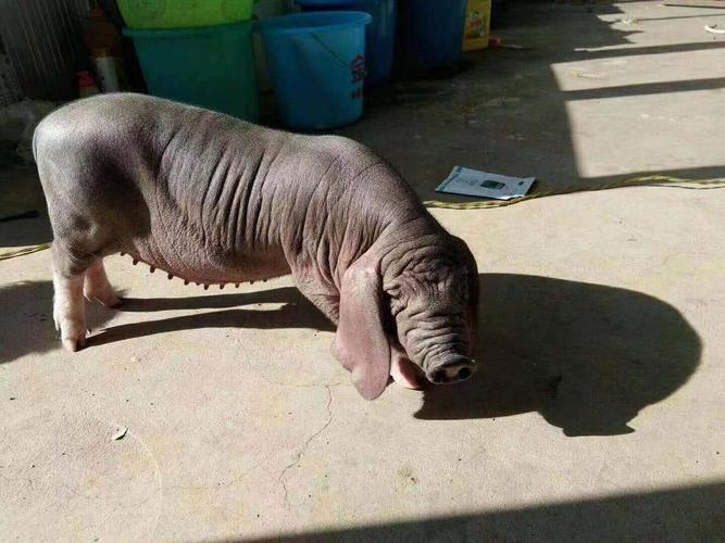 二花脸母猪好不好_供应信息_中国畜牧网