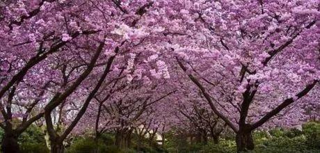 千亩樱花林,浓淡相宜的粉色宛如水墨画一般,感受原生态的魅力