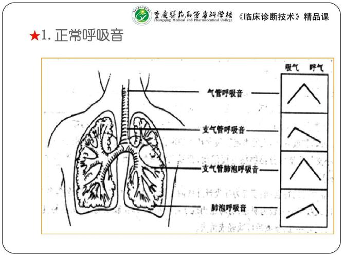 《临床诊断技术》精品课 ★1.正常呼吸音