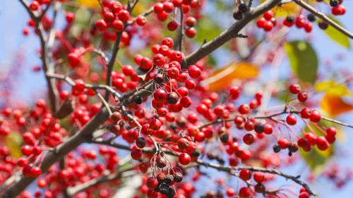 红豆相思豆图片-花卉壁纸-高清花卉图片-第10图-娟娟