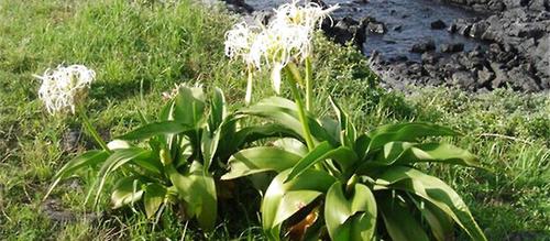 文珠兰的盆栽方法