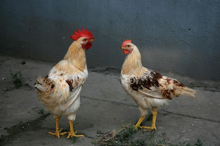 大公鸡和小母鸡
