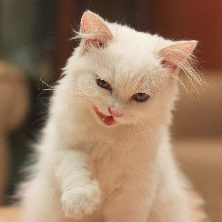 一只超爱吐舌头的猫表情比人还多