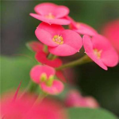 美图头像风景花草图片 可爱小清新气质