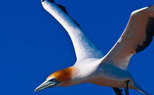 拐子角塘鹅保护区