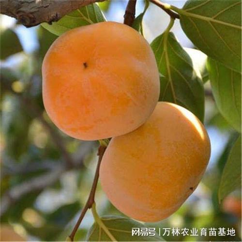 哪里有大秋甜柿子树苗卖基地培育12年大秋甜柿树苗多少钱一颗