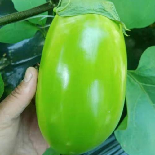 东北绿茄子绿皮茄子青茄子水果茄子甜茄子可生吃农家蔬菜顺丰