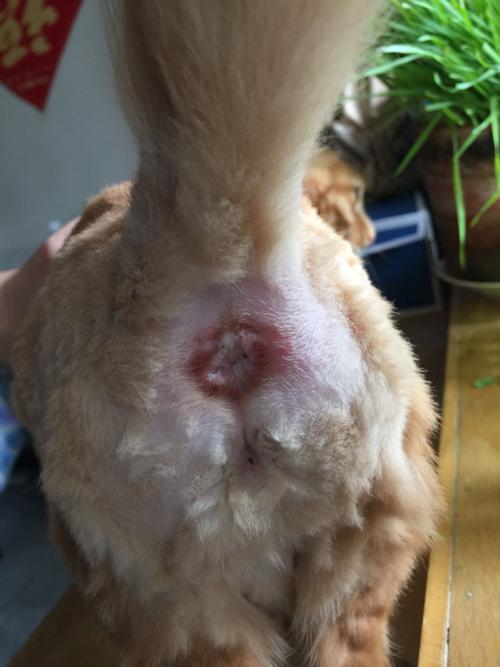 我家猫咪的肛门总是发炎,反反复复的,据观察应该是每次上完厕所以后