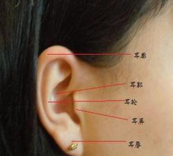 有福之人面相,在面相上,耳朵是福气的象徵,代表一个人的财运,耳朵垂珠