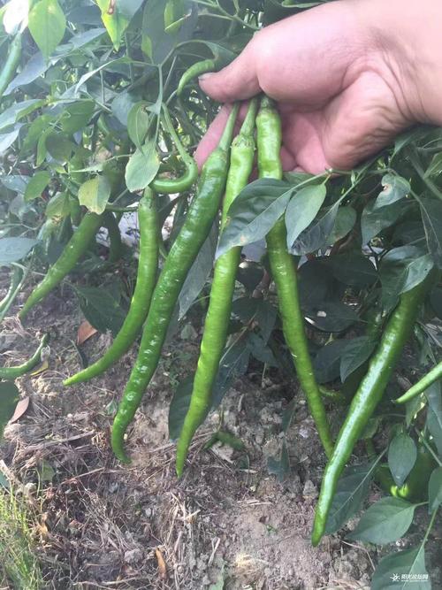 线椒(鸡肠椒)现苗