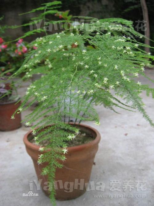 云松是什么植物