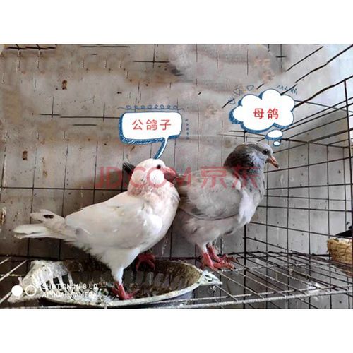 白羽王种鸽子苗 小鸽子 泰森自别鸽 天生按颜色分公母