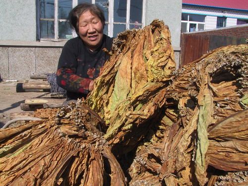 梅里斯区靠黄烟增收致富