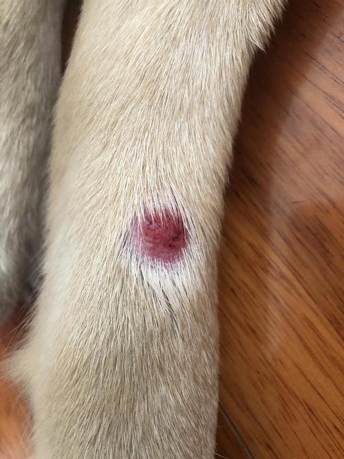狗狗皮肤病