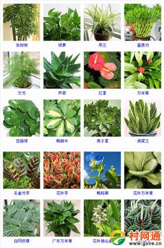 105种观叶植物大全(图片)