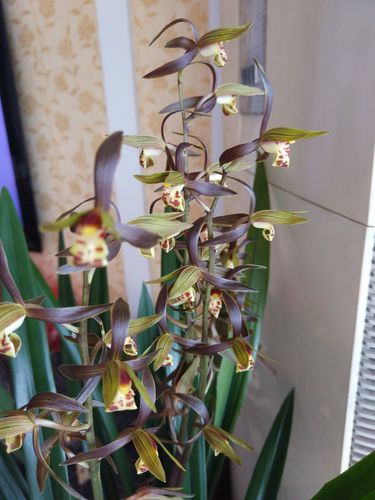 雅致的墨兰,香气袭人.