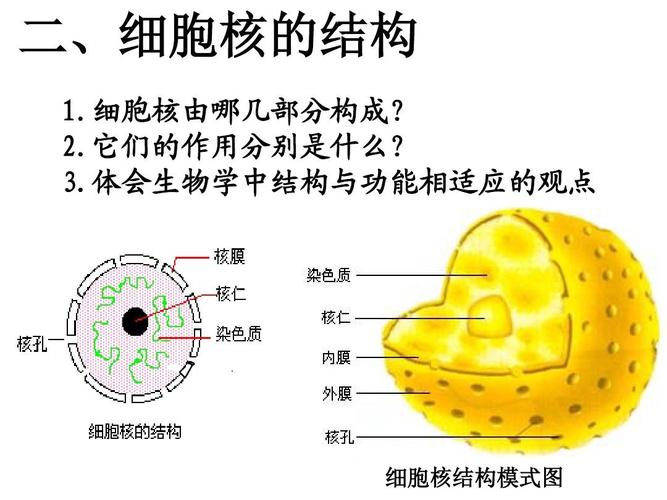 精编课件高考生物一轮复习课件:细胞核 (共18张ppt)