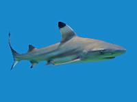 乌翅真鲨(黑鳍鲨)