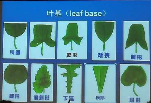 各种形状的叶基