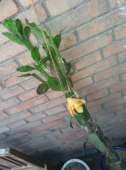 这是什么品种的仙人掌? 顶部需要剪枝吗?