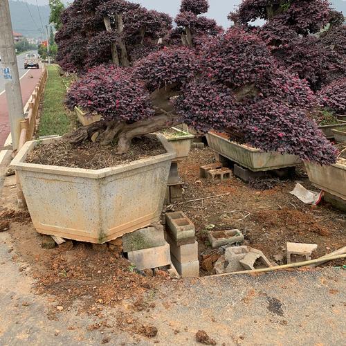 花友红花继木盆景地景植物大型庭院别墅造型风景树老桩红花檵木红花