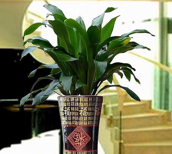 冬天养香龙血树简单4步根系枝干粗壮叶绿花香身价倍增