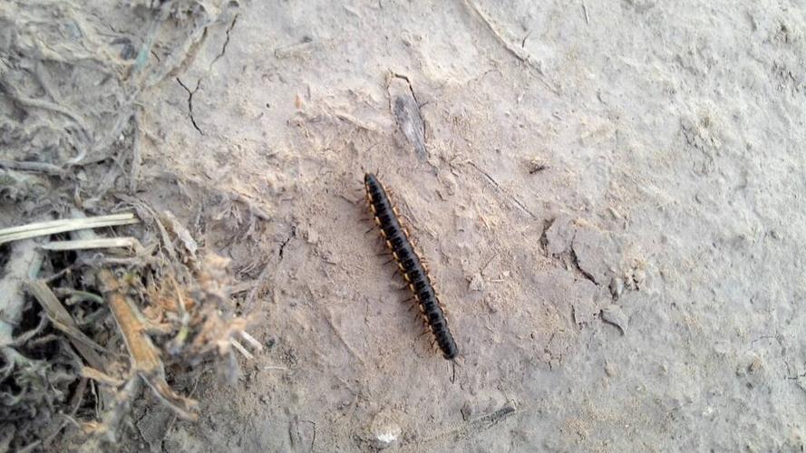 有谁知道这是什么虫子,叫什么名.