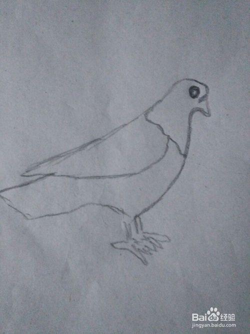 鸽子的简笔画怎么画