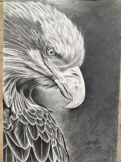素描老鹰_素描_绘画_文化_绘画