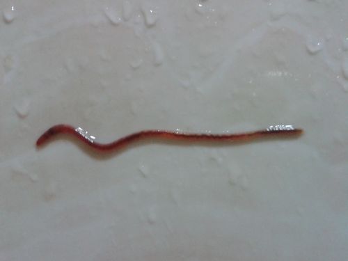 为什么我的厕所时不时出现这些红线虫