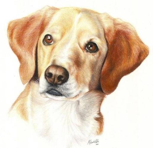彩铅动物作品 | 一位美国彩铅画家笔下的狗狗们