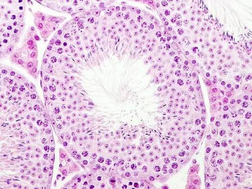 小鼠睾丸的显微镜图像.