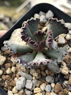 s 水泡多肉 @猪猪肠粉