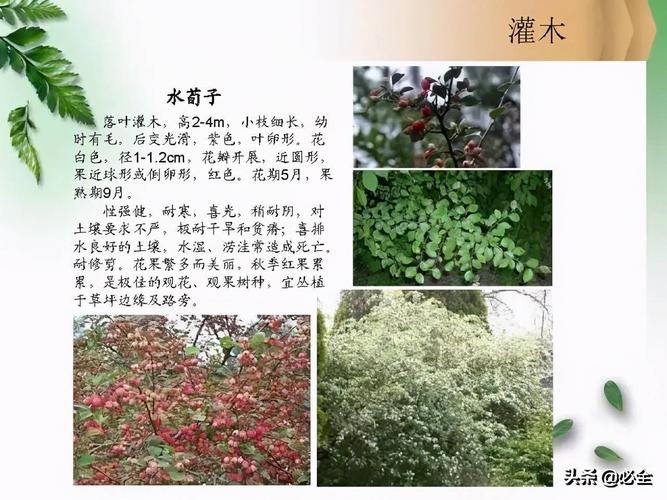 北方常见园林观赏植物——小乔木及灌木