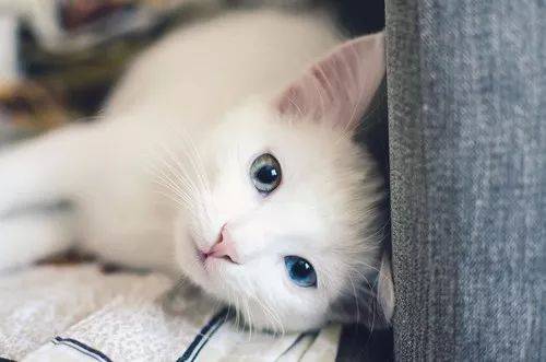 人形猫薄荷原来是这样炼成的!