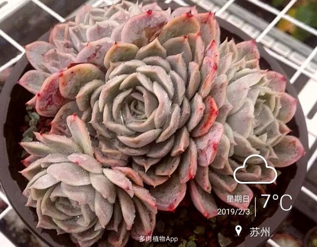 家有鲜肉                  约瑟琳和紫罗兰女王