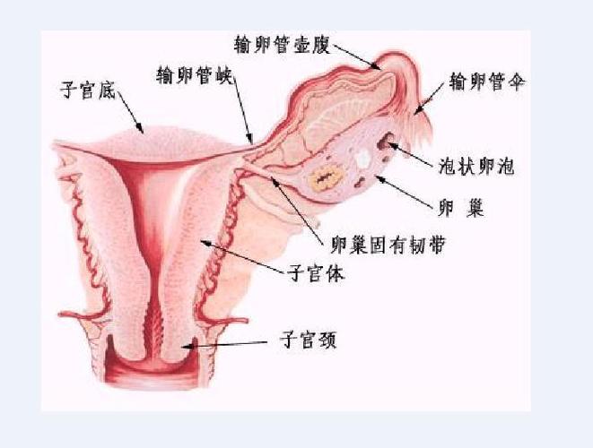 女性生理结构是怎样的