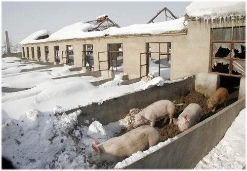 积雪压塌几十间猪舍 170头成猪期待收购