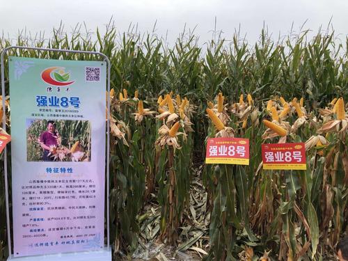 山西德育丰农化服务专栏(三)农民朋友购买玉米种子时,如何区分好与坏