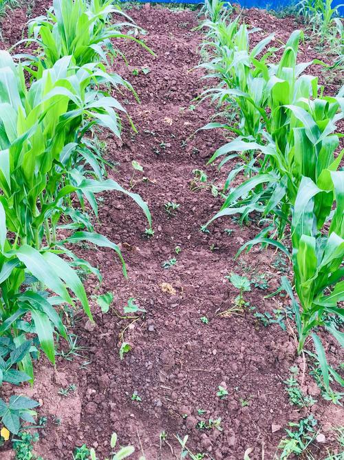 这是紫色土,玉米和红薯地瓜套种