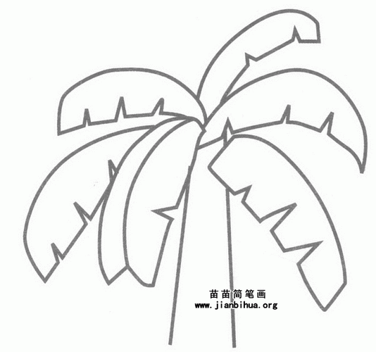 芭蕉树简笔画图片,教程-儿童简笔画大全