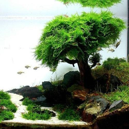 活体_活体莫斯树入缸成景沉木绑好莫丝迎客松懒人树蘑菇头森林造景