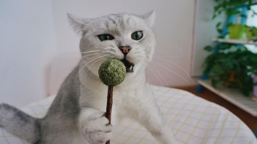 猫咪木天蓼猫薄荷棒棒糖 磨牙洁牙调理肠胃化毛 磨牙清口气猫零食