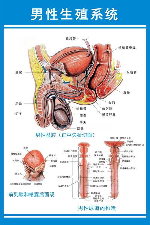男科用药_人体男性身体器官解剖图医院宣传挂图海报男科诊室医院挂图