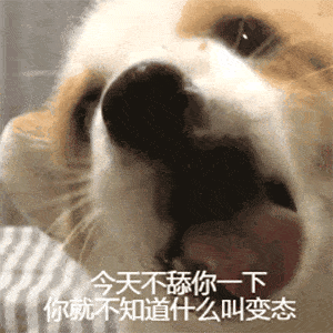 舔狗系列表情包我要做姐姐的舔狗